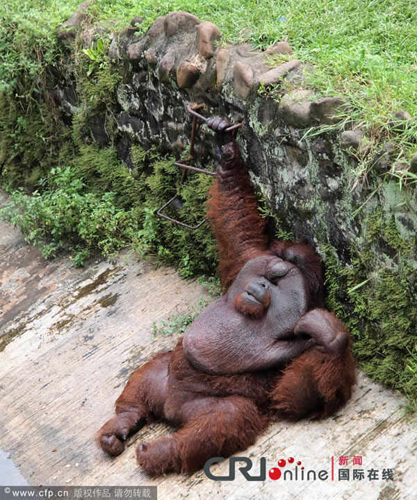 印尼动物园的肥胖猩猩