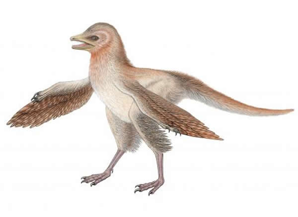 й(Eosinopteryx)ԭͼ