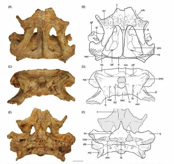 ϰ(Almadasuchus figari)ʯ