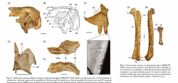 ϰ(Almadasuchus figari)ʯ