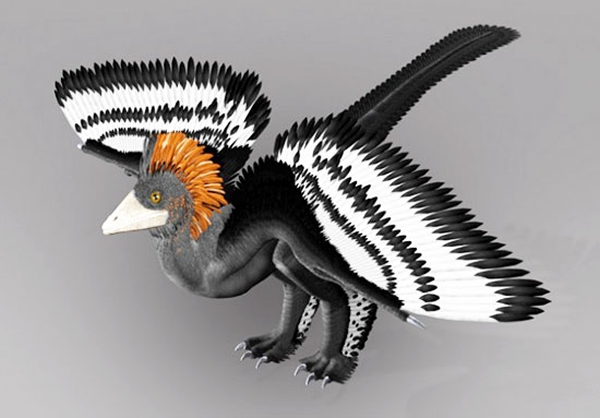 ϽAnchiornis huxleyi