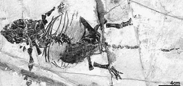 Liaoningosaurus paradoxus