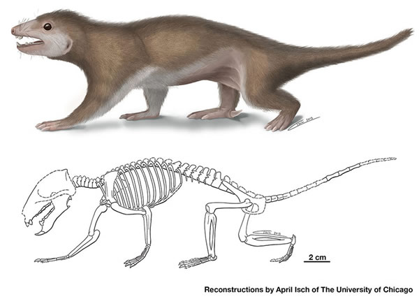 ξ޳ޡMegaconus mammaliaformis