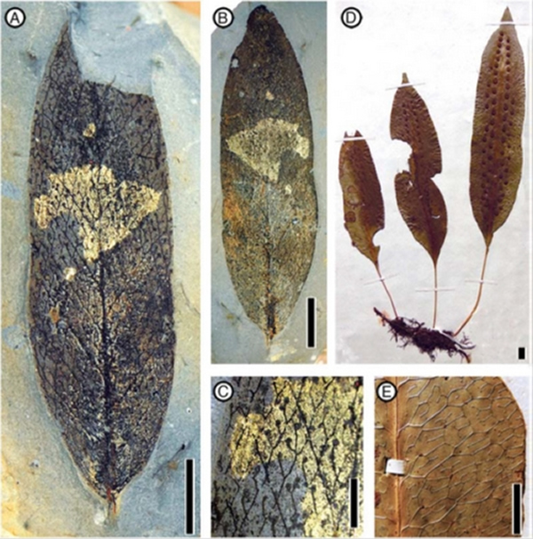 ʯִާ. ACC, Palaeosorum ellipticum F. M. B. Jacques & Z. K. Zhou (A, C,ģʽ