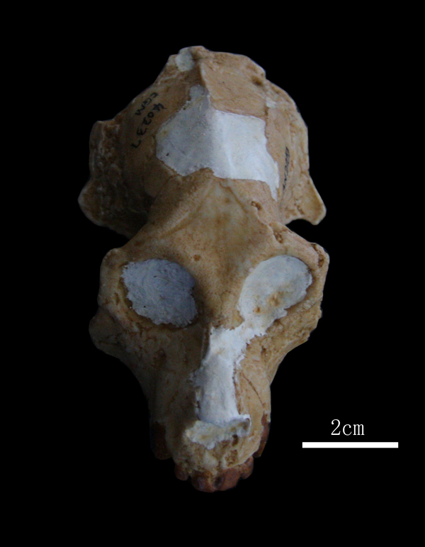 ԳAegyptopithecus zeuxis