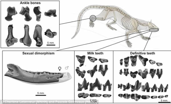 Dormaalocyon latouriĻʯ