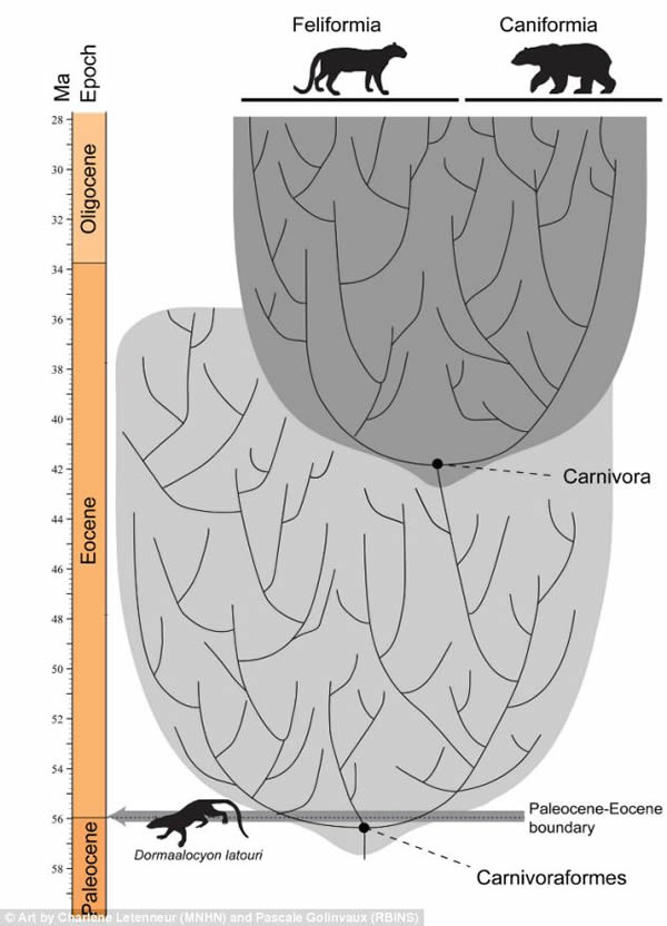 Dormaalocyon latouriʳ⶯Ĺϵ