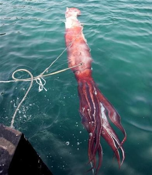 日本渔民近来频频捕获栖息在深海的大王乌贼