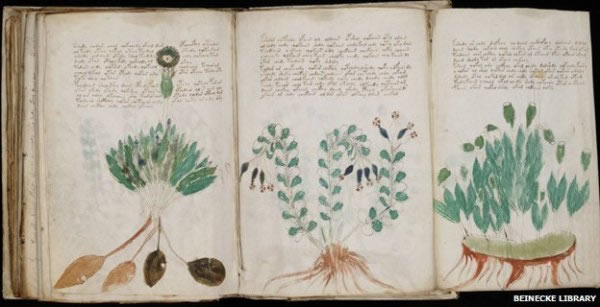 ӢƳɹ벿ָ֡(Voynich manuscript)