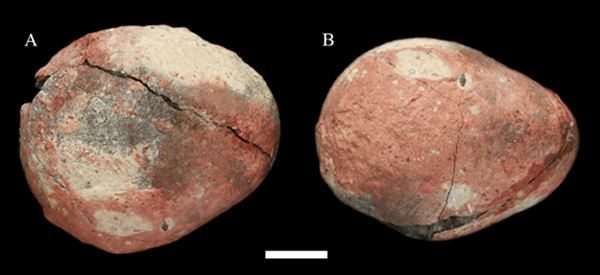 ΢Բ(Parvoblongoolithus jinguoensis oogen. et oosp. nov.)ͱ걾=10 mm