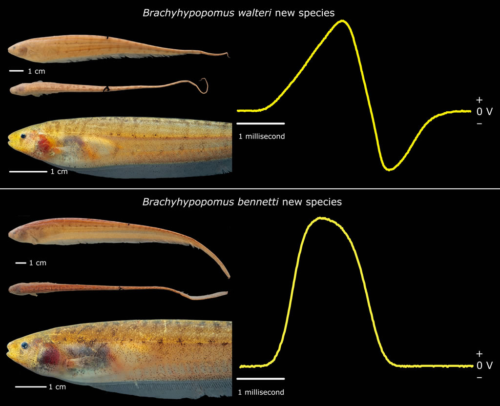 ǵķŵʾͼ Courtesy John P. Sullivan, PhD, Cornell Laboratory of Ornitholog