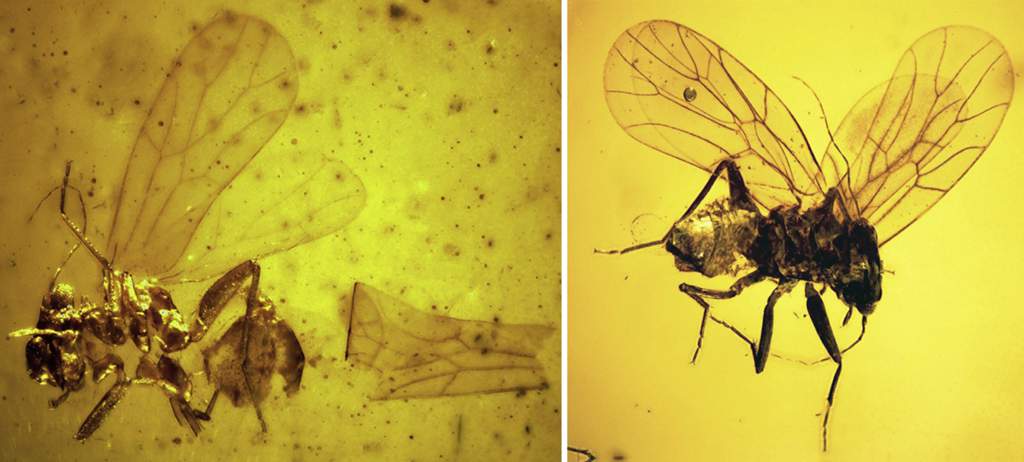 棺Burmipachytrocta singularis Azar et al., 2014Atapinella garroustei Az