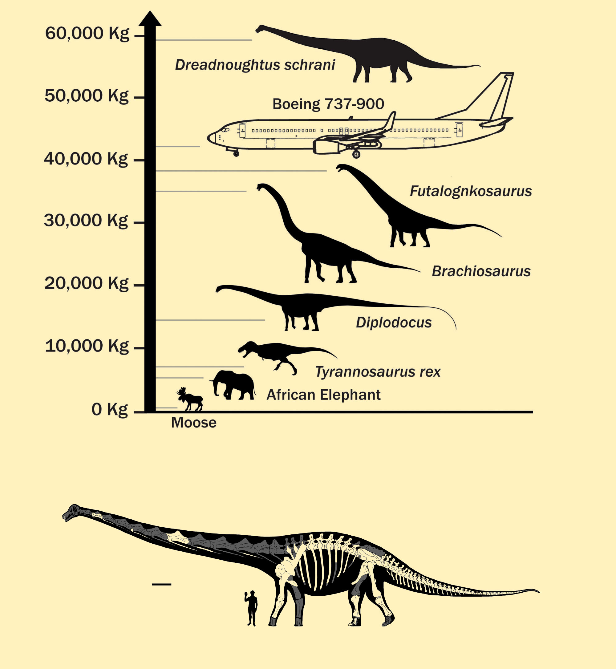 ʩηDreadnoughtus schrani