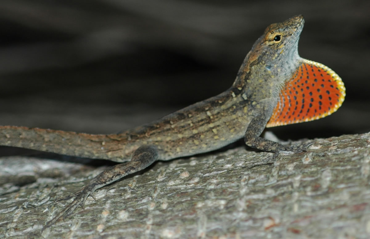 ɳϱɫᣨAnolis sagrei