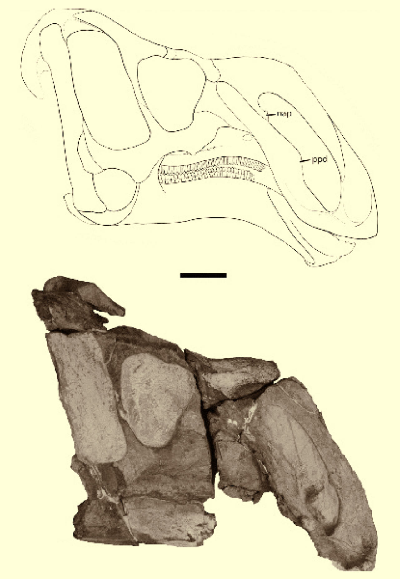 вִӿRhinorex condrupus