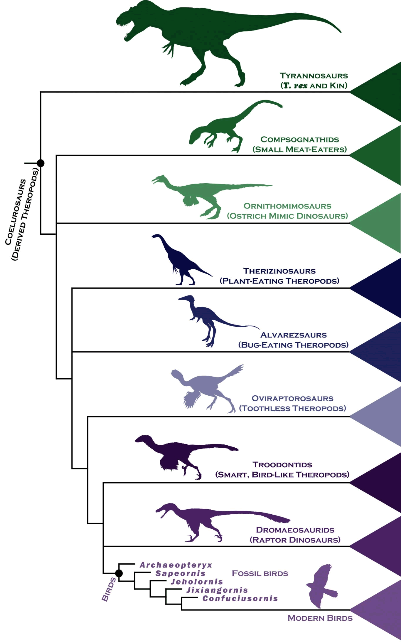 新的恐龙谱系图表明双腿站立的食肉恐龙在数千万年间逐渐拥有鸟类的