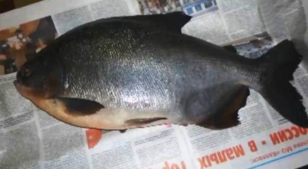 ʳʳ㡹(herbivorous piranha)