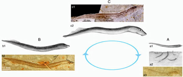 ʾͼA. ڣlarval stage; B.̬(metamorphosis stage)C.(adult stage)