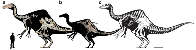 ·ֵDeinocheirus mirificusԭͼ