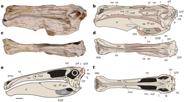 ·ֵDeinocheirus mirificusʯ