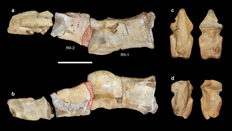 ·ֵDeinocheirus mirificusʯ