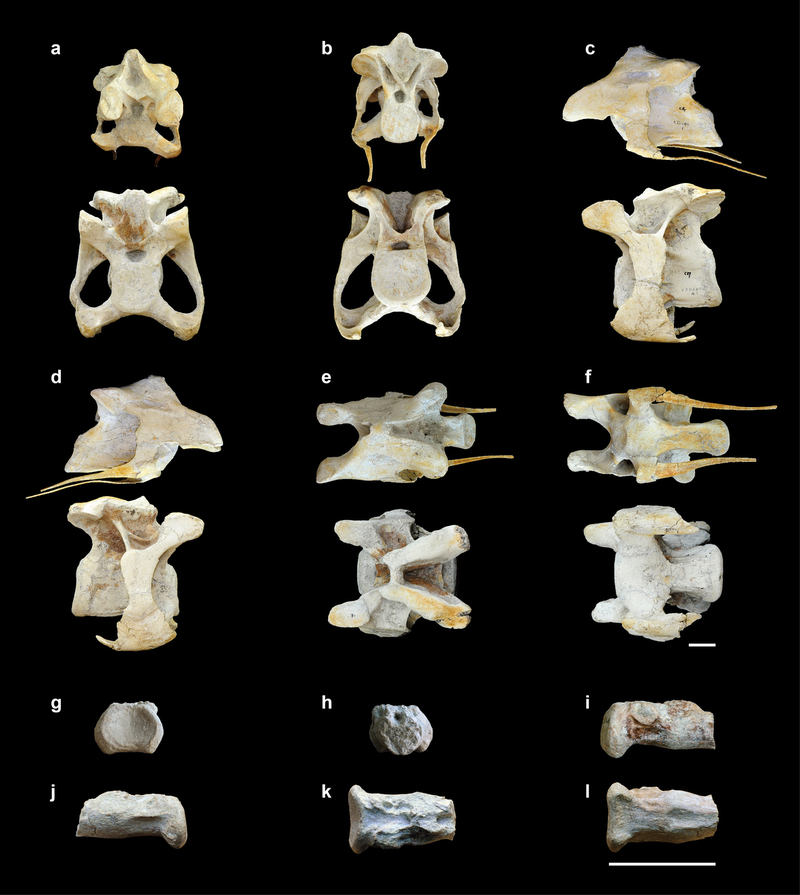 ·ֵDeinocheirus mirificusʯ