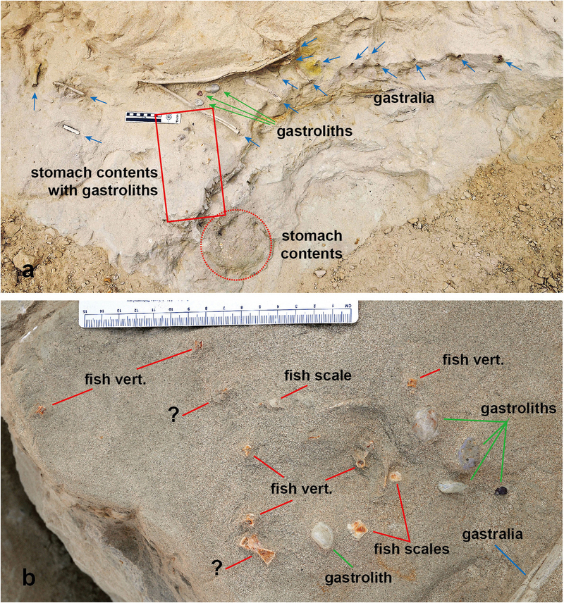 ·ֵDeinocheirus mirificusʯ