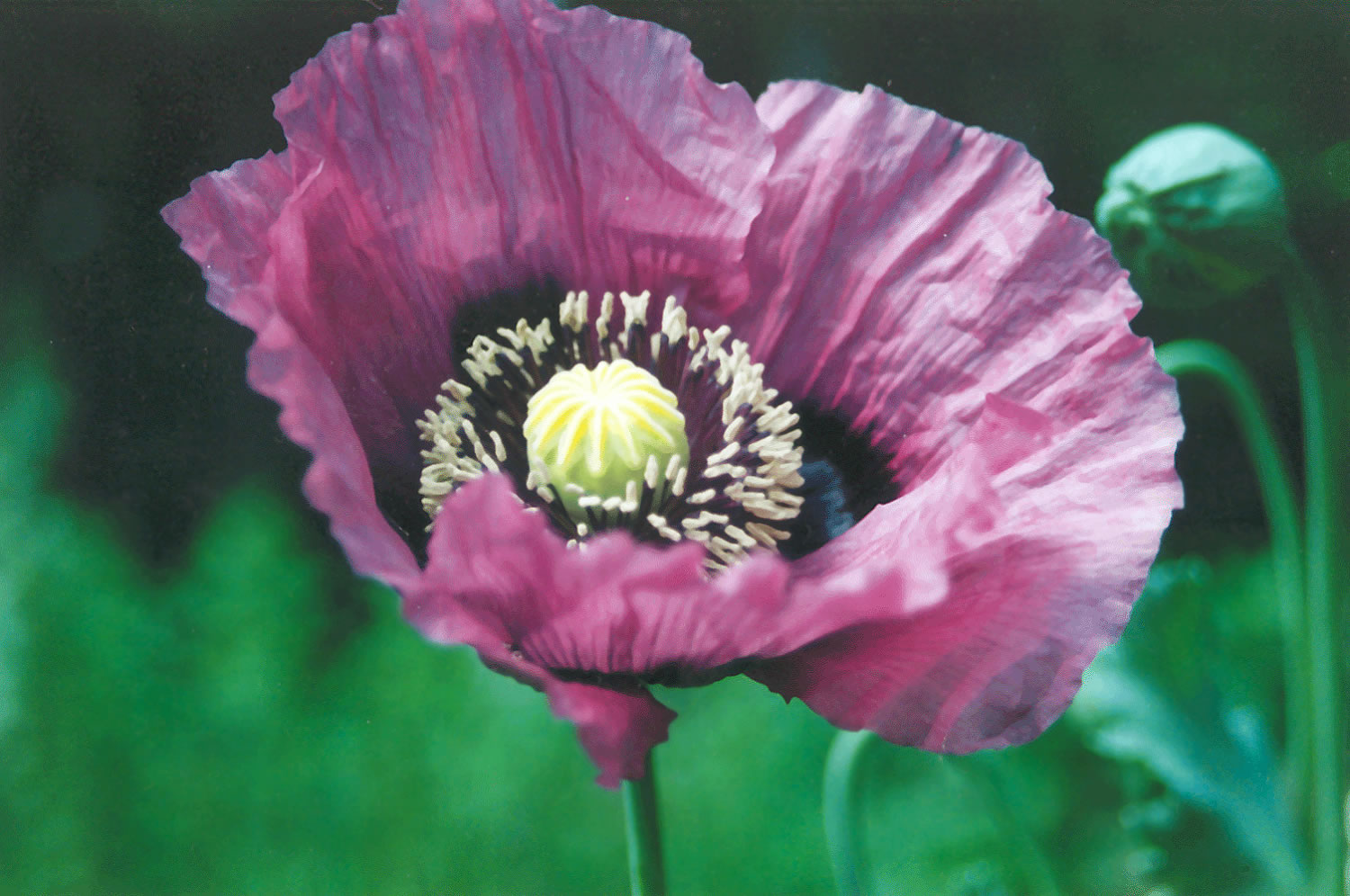 ֲPapaver somniferum