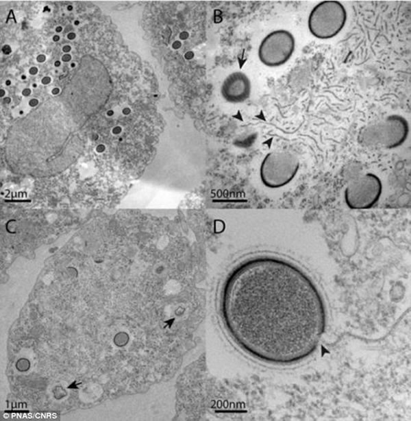 ڸȾγMollivirus sibericum־Ͳ0.6΢ףڹѧ΢¾ͿԿ