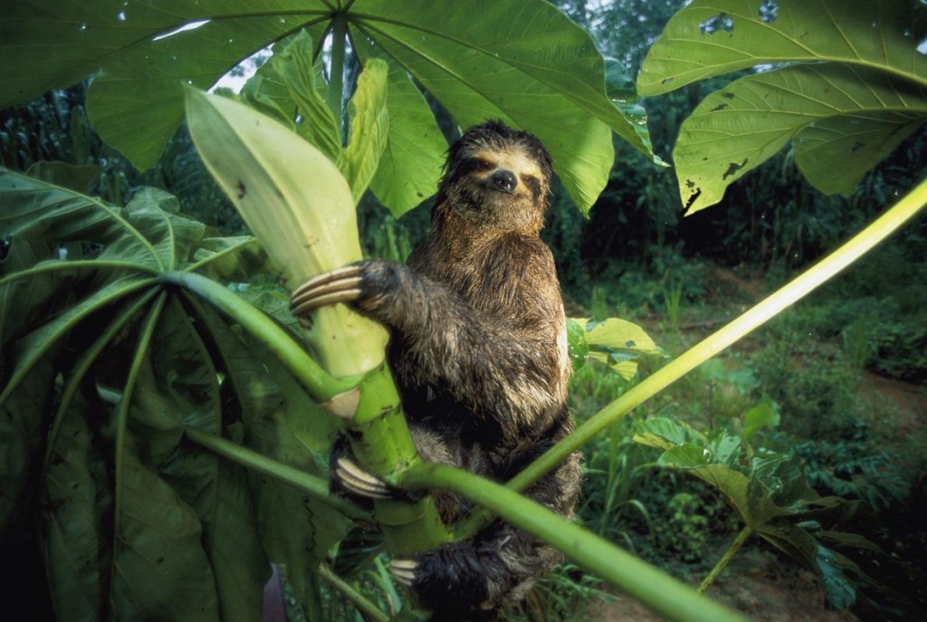 Žϵһֺֻ̡ Photograph by Joel Sartore, National Geographic Creative