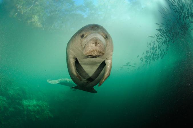 ţĶٻƤʵͼеĺţλڷﱱάκӡ Photograph by Brian Skerry