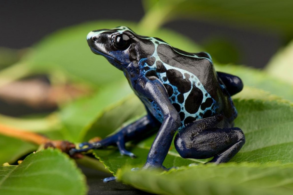 ֻɫļܣ˹䶯԰͸ɫжԡ Photograph by Joel Sartore, National Geog