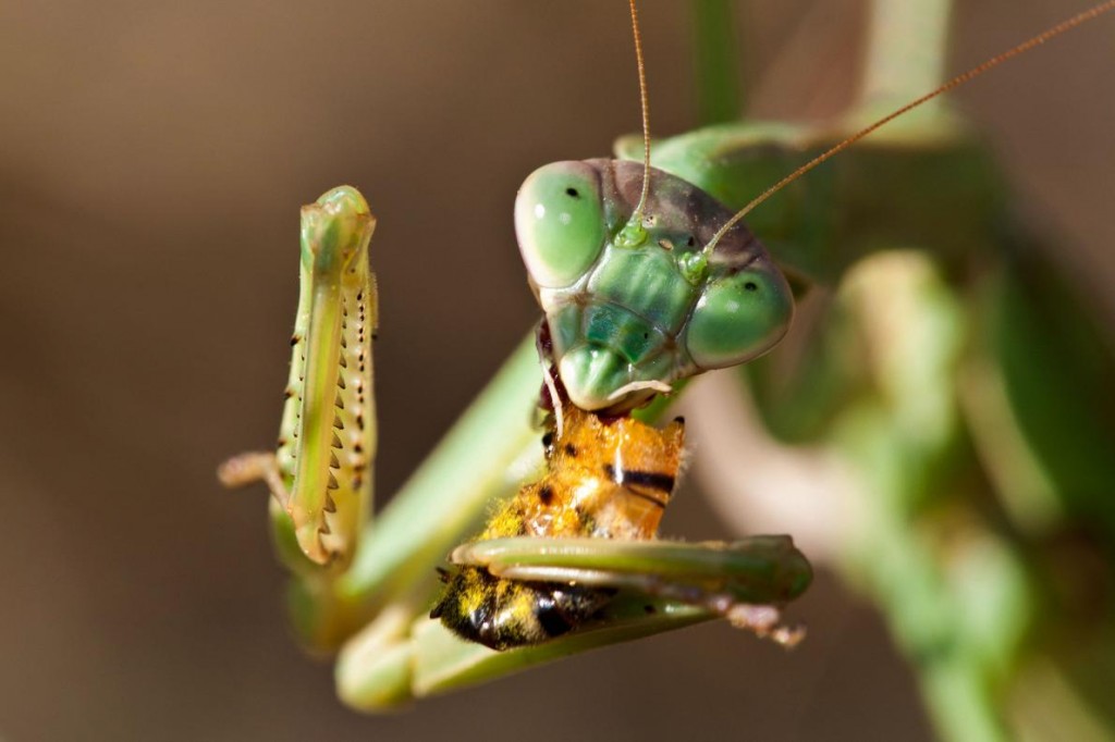 루ͼֻҶڳ۷䣩ɫ Photograph by Daniel Borzynski, Alamy