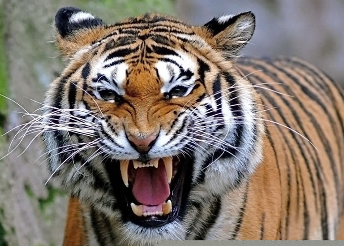 日本动物园濒危白虎女对雄性年少孟加拉虎发情惨遭狂咬致死