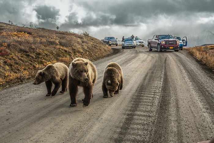 ҹ԰Denali National Park