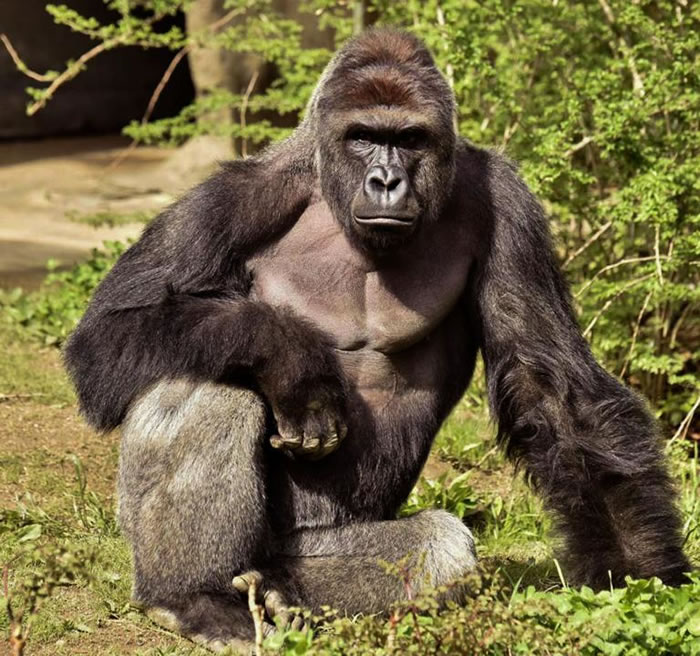 ɹȣHarambe17ʱģ PHOTOGRAPH COURTESY CINCINNATI ZOO VIA REUTERS