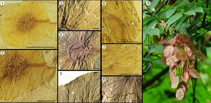 ڵؽͳ Dipteronia browniiʯ1-8ԵֽǮʣD. sinensis