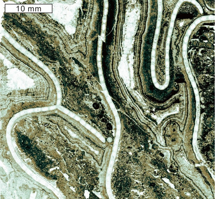 ʡ֪ͭɺCatenipora tongchuanensis