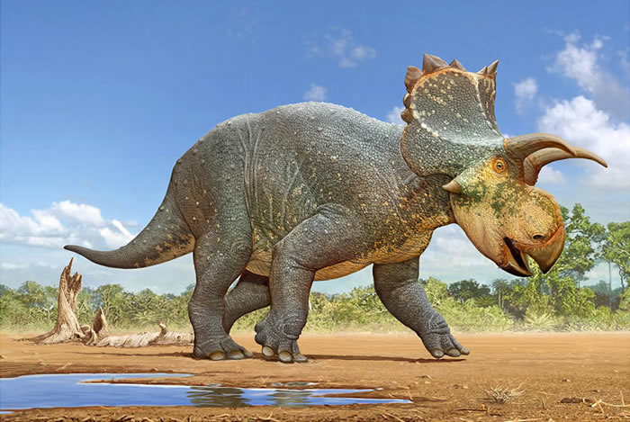 ɣϲµĽCrittendenceratops Krzyzanowski