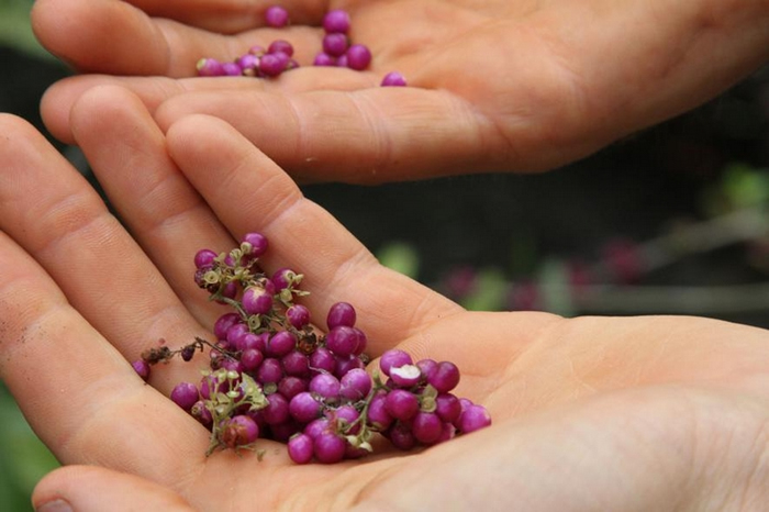 飨Callicarpa americanaǿڸĿʳҰº͵Ļζ PHOTOGRAPH BY JASON SCHMITT