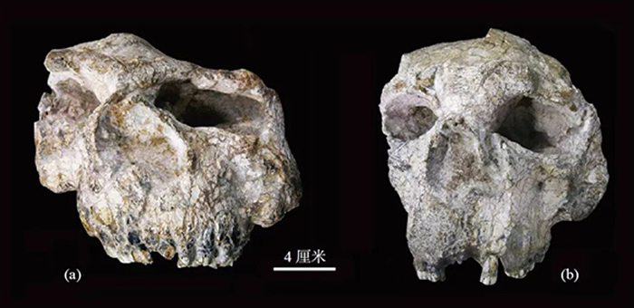 科学杂志中国发现的主要直立人头骨化石