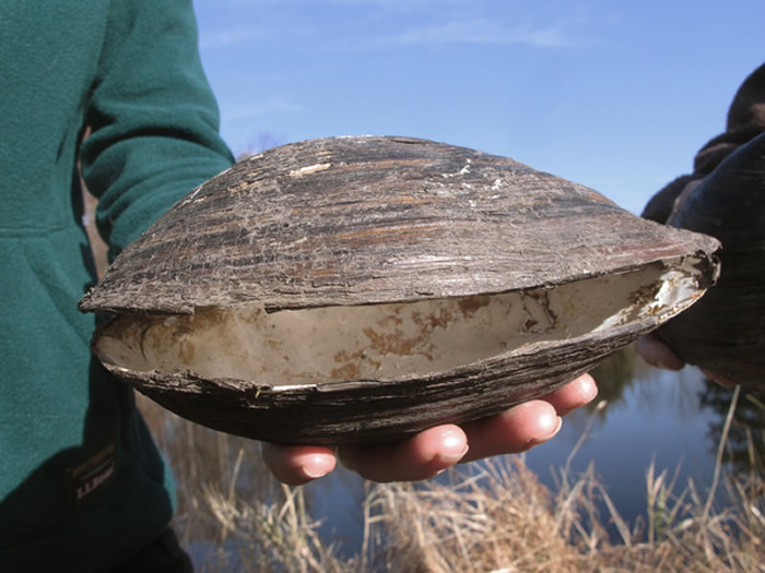 ݳ޴ġ޳ݰChinese pond mussel