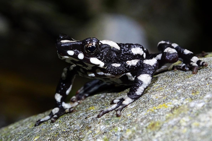 ҹ󸣨Atelopus aryescueڸױɽܵصǿա PHOTOGRAPH COURTESY FUNDACION ATELOPUS