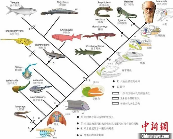 化石证据首次揭示人类用来听的中耳最早起源于鱼类用来呼吸的鳃